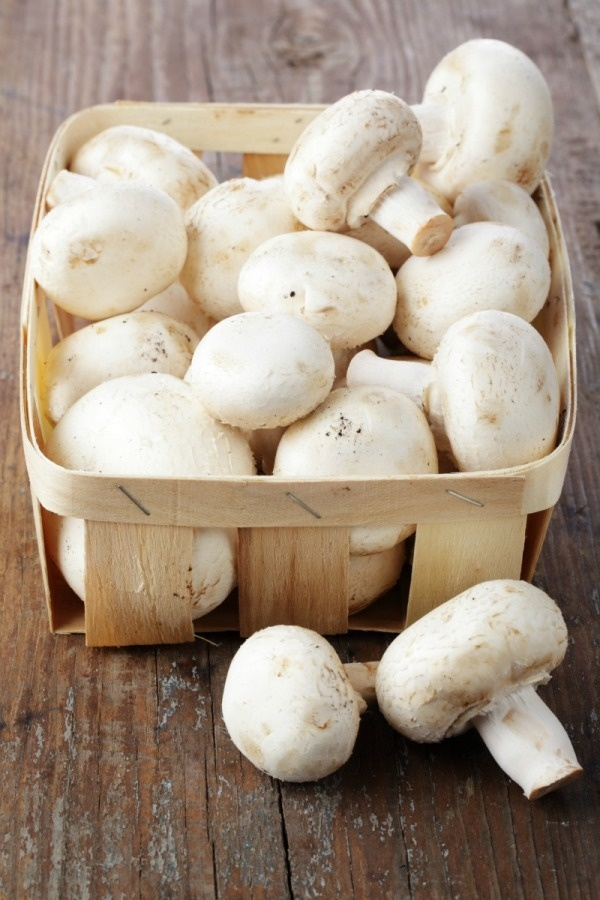 White button mushroom variety