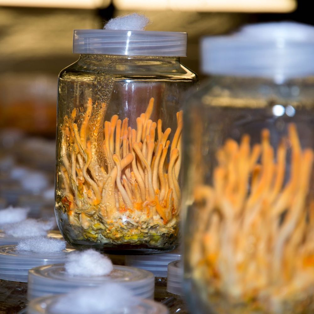 Cordyceps mushroom spawn