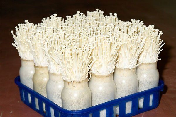 Enoki Mushroom mushroom spawn