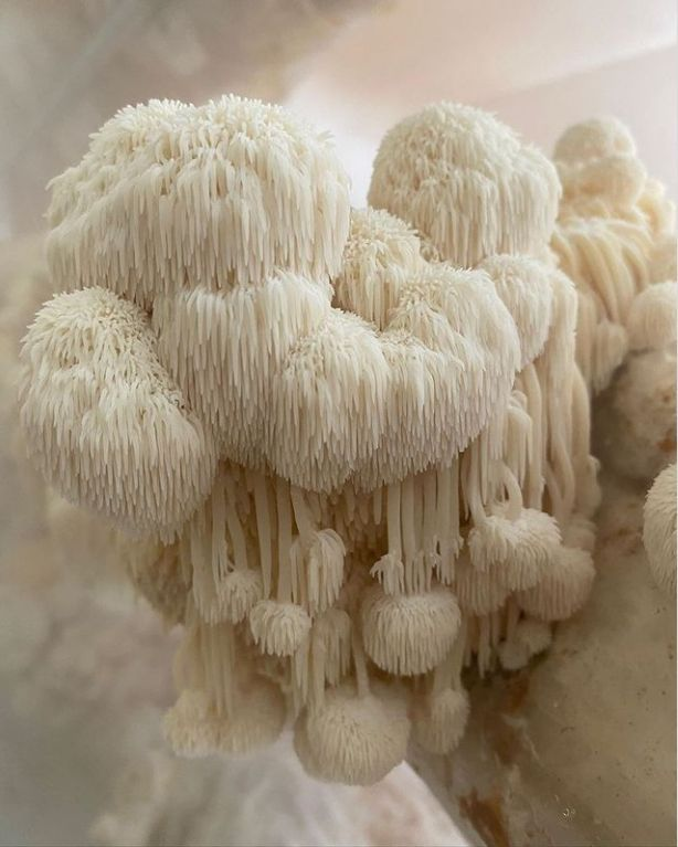 Milky mushroom tropical variety