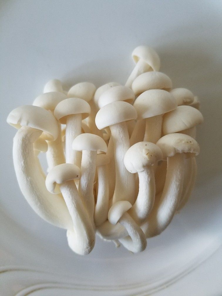 Milky Mushroom mushroom spawn