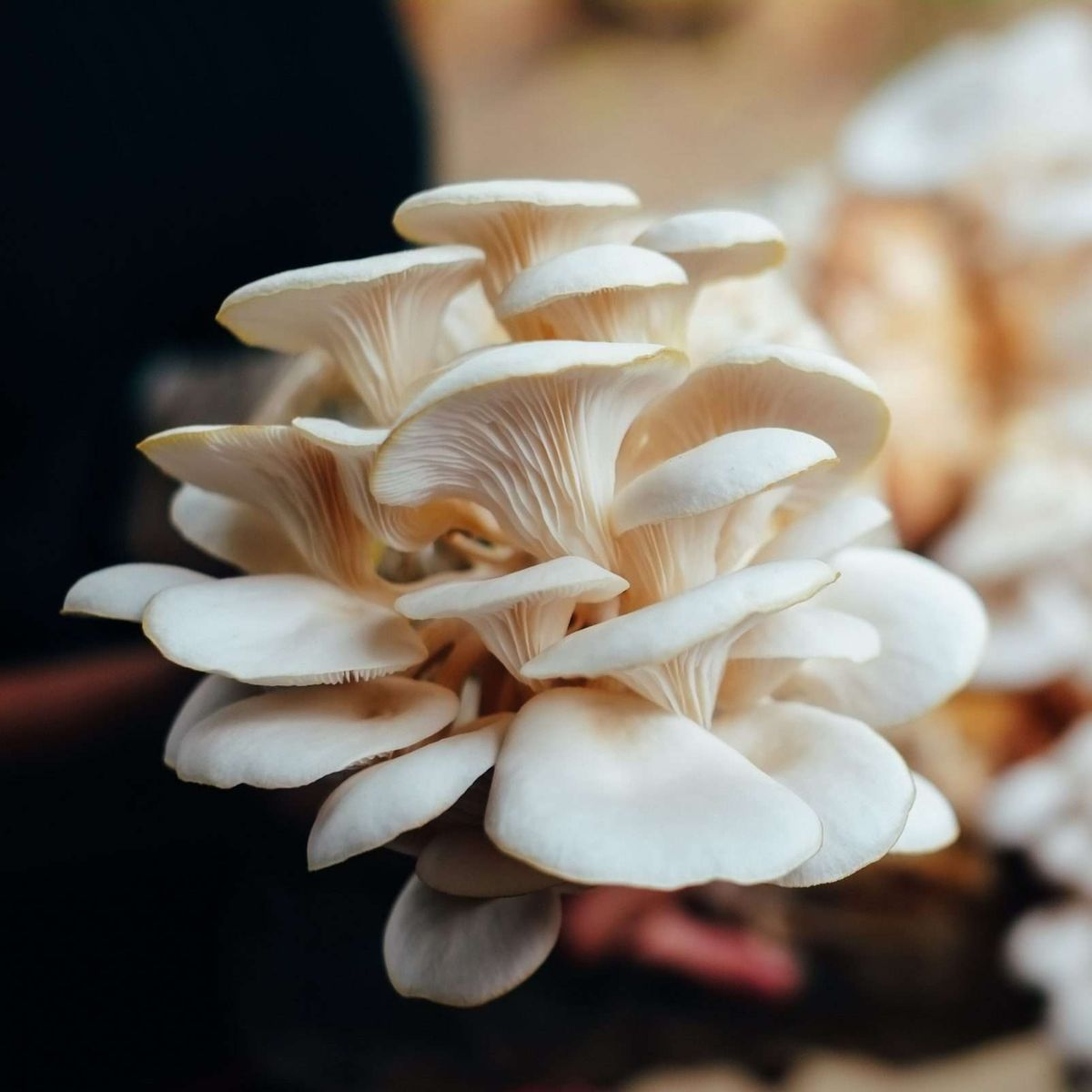 Oyster mushroom spawn cluster