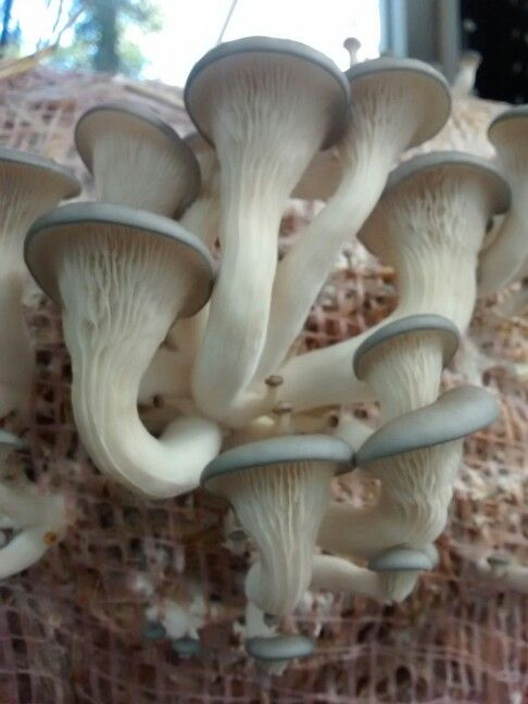 Paddy Straw mushroom spawn