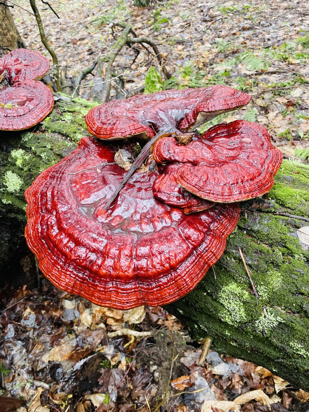Reishi medicinal mushroom culture