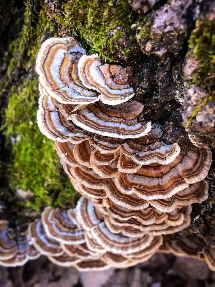 Turkey Tail mushroom spawn